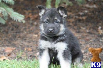 German Shepherd Puppies for Sale
